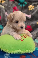 Casper , a male Maltipoo and Poodle - Toy  for sale in Wentworth, MO – 5 of 6