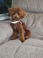 Teddy , a  Maltipoo and Poodle - Toy  for sale in Wentworth, MO – 2 of 7