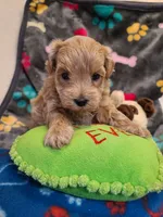 Gus, a male Maltipoo and Poodle - Toy  for sale in Wentworth, MO – 4 of 6