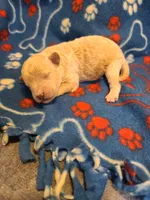 Sammy , a male Poodle - Toy  and Bichpoo for sale in Wentworth, MO – 4 of 4