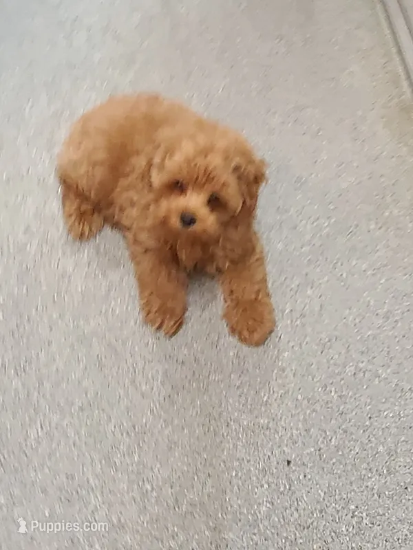 Frisco  – Maltipoo, Poodle - Toy  puppy for sale in Wentworth, MO