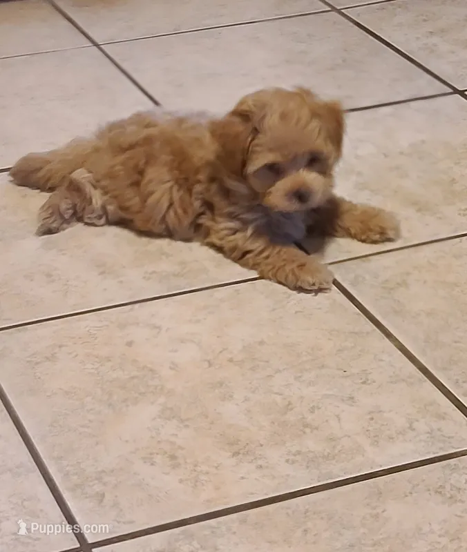 Dee Dee – Poodle - Toy , Havapoo puppy for sale in Wentworth, MO