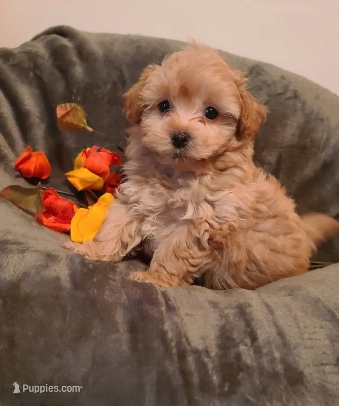 Dixie  – Poodle - Toy , Havapoo puppy for sale in Wentworth, MO