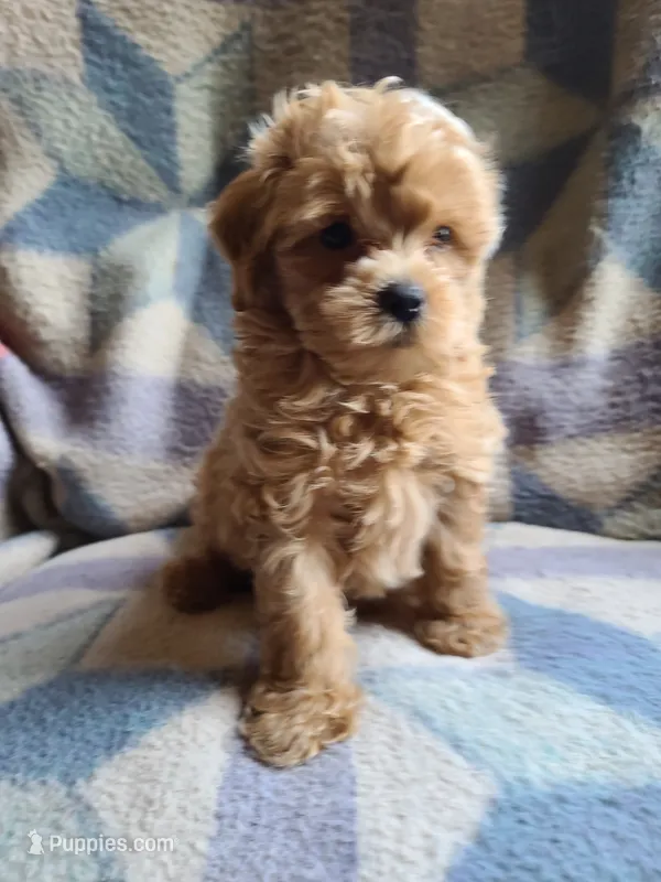 Rascal  – Maltipoo, Poodle - Toy  puppy for sale in Wentworth, MO