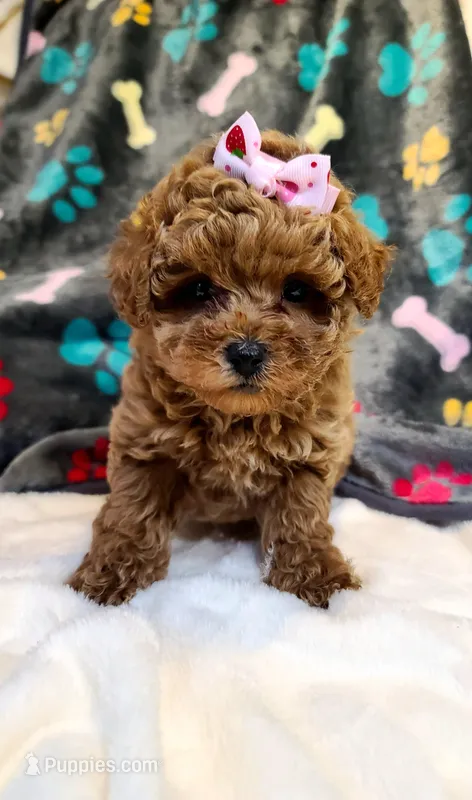 Lucy – Bichpoo puppy for sale in Wentworth, MO