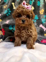 Lucy, a female Bichpoo for sale in Wentworth, MO – Photo 2 of 5