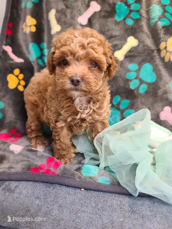 Jazzie – Maltipoo, Poodle - Toy  puppy for sale in Wentworth, MO