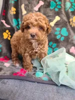 Janie , a female Maltipoo and Poodle - Toy  for sale in Wentworth, MO – 2 of 9