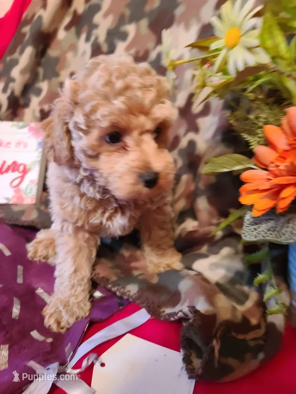 Lenny – Poodle - Toy , Bichpoo puppy for sale in Wentworth, MO