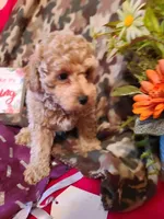 Lenny, a male Poodle - Toy  and Bichpoo for sale in Wentworth, MO – Photo 1 of 2