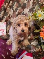 Lenny, a male Poodle - Toy  and Bichpoo for sale in Wentworth, MO – Photo 2 of 2