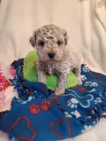 Lenny, a male Bichpoo for sale in Wentworth, MO – Photo 2 of 2