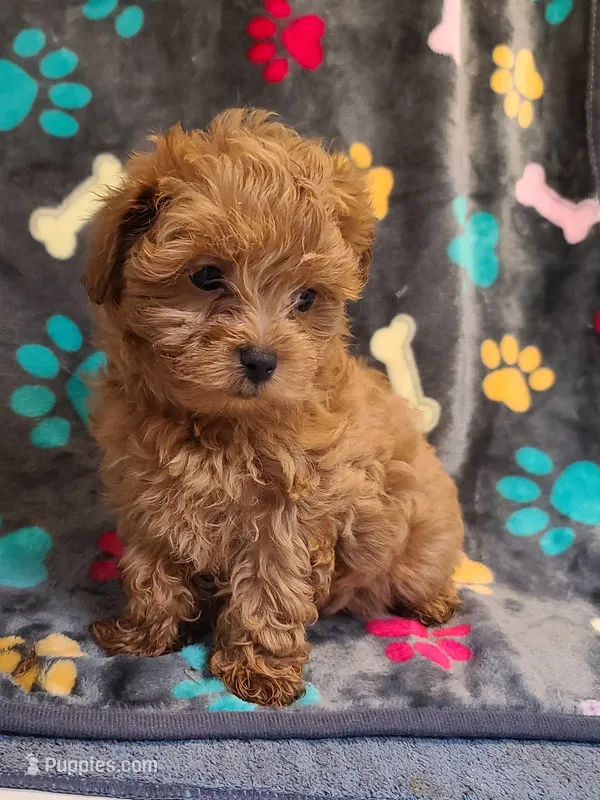 Frisco  – Maltipoo, Poodle - Toy  puppy for sale in Wentworth, MO