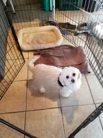 Candy, a  Maltipoo and Poodle - Toy  for sale in Wentworth, MO – 6 of 10