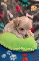 Casper , a male Maltipoo and Poodle - Toy  for sale in Wentworth, MO – 2 of 6