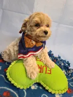 Carson , a male Maltese and Poodle - Toy  for sale in Wentworth, MO – 4 of 7