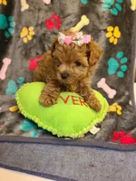 Josiah, a female Maltipoo and Poodle - Toy  for sale in Wentworth, MO – 3 of 10