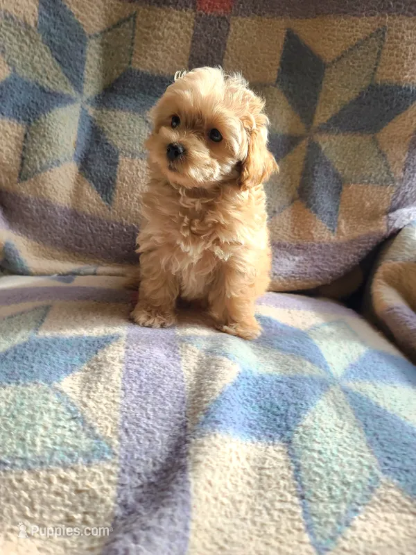 Dee Dee – Poodle - Toy , Havapoo puppy for sale in Wentworth, MO