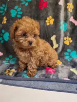 Frisco , a male Maltipoo and Poodle - Toy  for sale in Wentworth, MO – 4 of 6