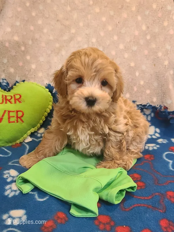 Gus – Maltipoo, Poodle - Toy  puppy for sale in Wentworth, MO