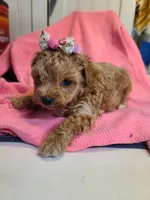 Sophia , a female Poodle - Toy  and Bichpoo for sale in Wentworth, MO – 2 of 7