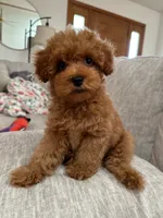 Candy, a  Maltipoo and Poodle - Toy  for sale in Wentworth, MO – 5 of 10