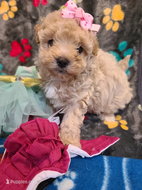 Sandy  – Poodle - Toy , Havapoo puppy for sale in Wentworth, MO