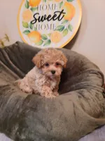 Ranger , a male Maltipoo and Poodle - Toy  for sale in Wentworth, MO – 2 of 6
