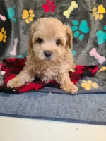 Joey, a male Maltipoo and Poodle - Toy  for sale in Wentworth, MO – 2 of 6