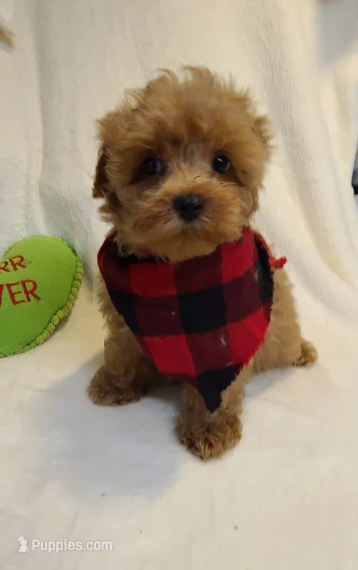Frisco  – Maltipoo, Poodle - Toy  puppy for sale in Wentworth, MO
