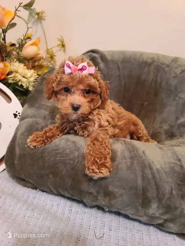 Lexie – Maltipoo, Poodle - Toy  puppy for sale in Wentworth, MO
