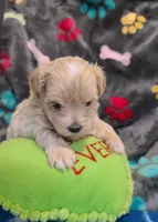 Casper , a male Maltipoo and Poodle - Toy  for sale in Wentworth, MO – 3 of 6