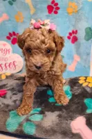 Janie , a female Maltipoo and Poodle - Toy  for sale in Wentworth, MO – 6 of 9