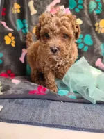 Janie , a female Maltipoo and Poodle - Toy  for sale in Wentworth, MO – 3 of 9