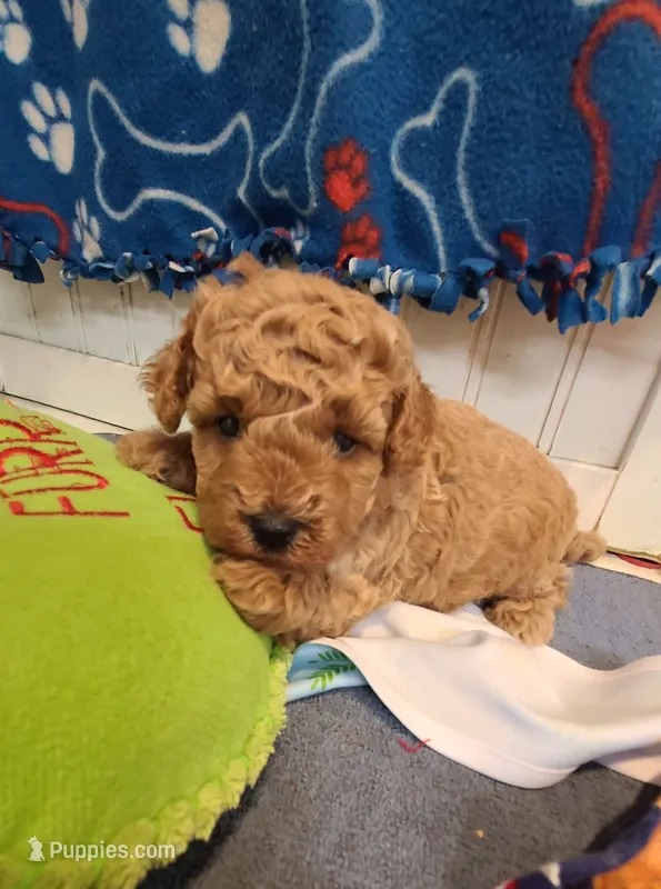 Princess  – Poodle - Toy , Bichpoo puppy for sale in Wentworth, MO