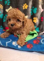 Razor, a male Poodle - Toy  and Bichpoo for sale in Wentworth, MO – 2 of 5
