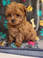 Frisco , a male Maltipoo and Poodle - Toy  for sale in Wentworth, MO – 2 of 6