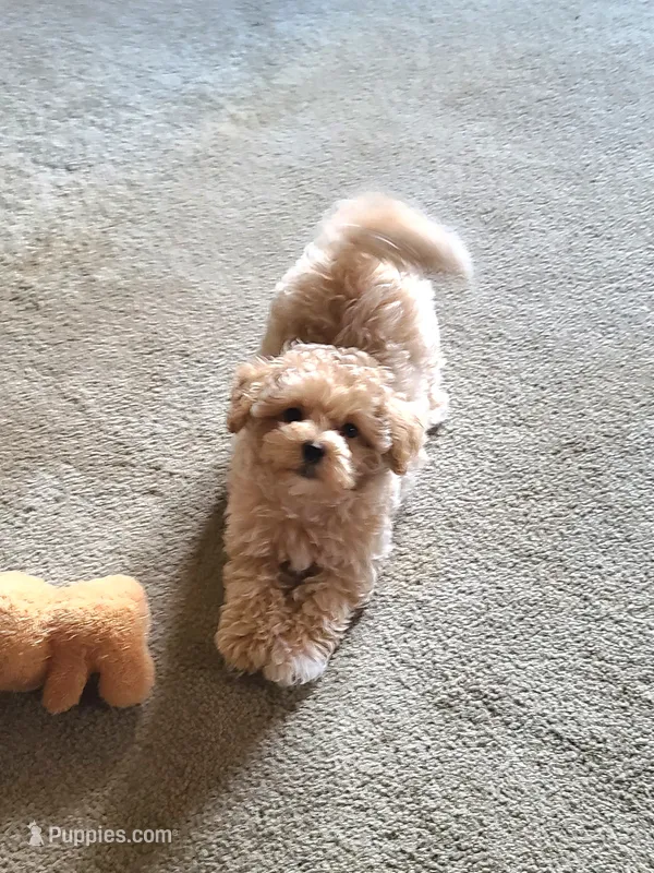 Ranger  – Maltipoo, Poodle - Toy  puppy for sale in Wentworth, MO