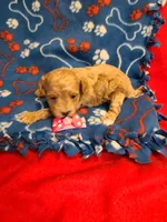 Lizzy , a female Bichpoo for sale in Wentworth, MO – Photo 2 of 3