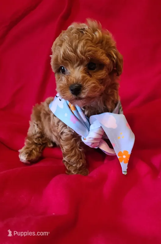 Lizzy  – Bichpoo puppy for sale in Wentworth, MO