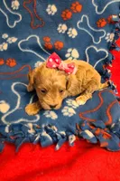 Lizzy , a female Bichpoo for sale in Wentworth, MO – Photo 1 of 3