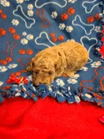 Lizzy , a female Bichpoo for sale in Wentworth, MO – Photo 3 of 3