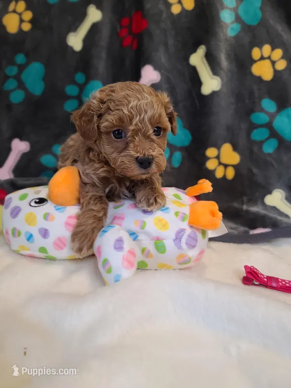 Lizzy  – Bichpoo puppy for sale in Wentworth, MO