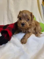 Rascal , a male Maltipoo and Poodle - Toy  for sale in Wentworth, MO – 5 of 5