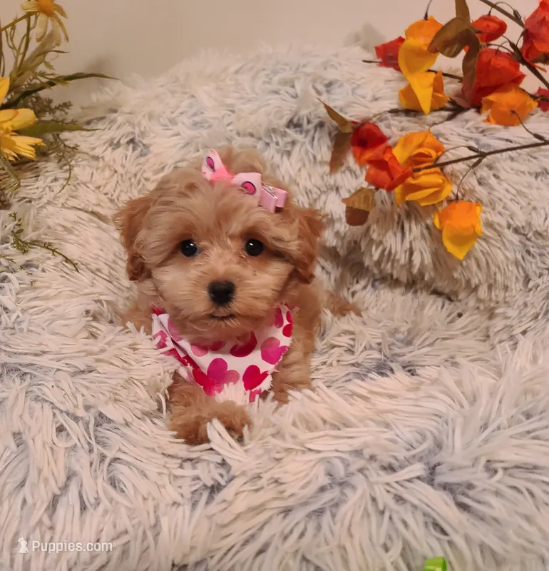 Dee Dee – Poodle - Toy , Havapoo puppy for sale in Wentworth, MO