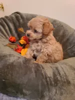 Dixie , a female Poodle - Toy  and Havapoo for sale in Wentworth, MO – 7 of 8