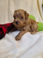 Rascal , a male Maltipoo and Poodle - Toy  for sale in Wentworth, MO – 1 of 5