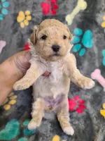 Randi, a female Poodle - Toy  and Havapoo for sale in Wentworth, MO – 3 of 4