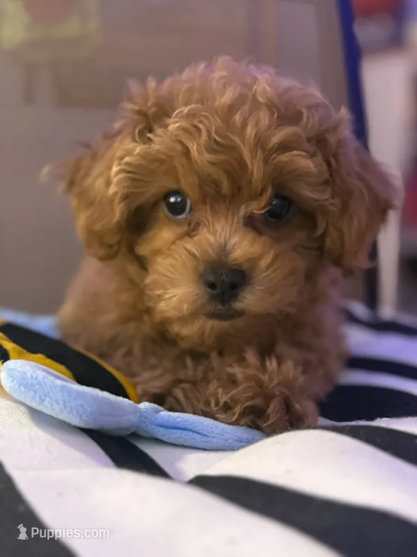 Sonny  – Poodle - Toy , Bichpoo puppy for sale in Wentworth, MO