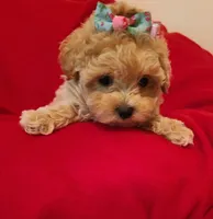 Dolly, a female Poodle - Toy  and Havapoo for sale in Wentworth, MO – 2 of 9